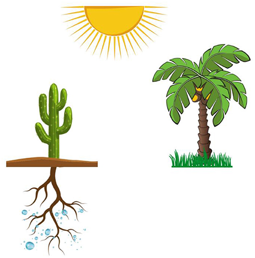 图 2 - 植物也必须处理艰难的条件 仙人掌通过从土壤深处吸收水分来应对高温;棕榈树通过大叶子为树干遮阳。