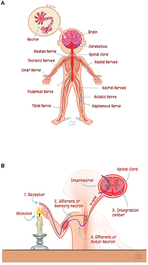 Figure 1 - (A) The brain and spinal cord control the body with the help of neurons, which make up the many nerves that connect to all the body’s organs.