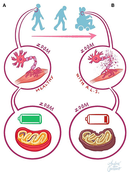 Figure 2 - (A) Like all cells, neurons need energy to work properly.