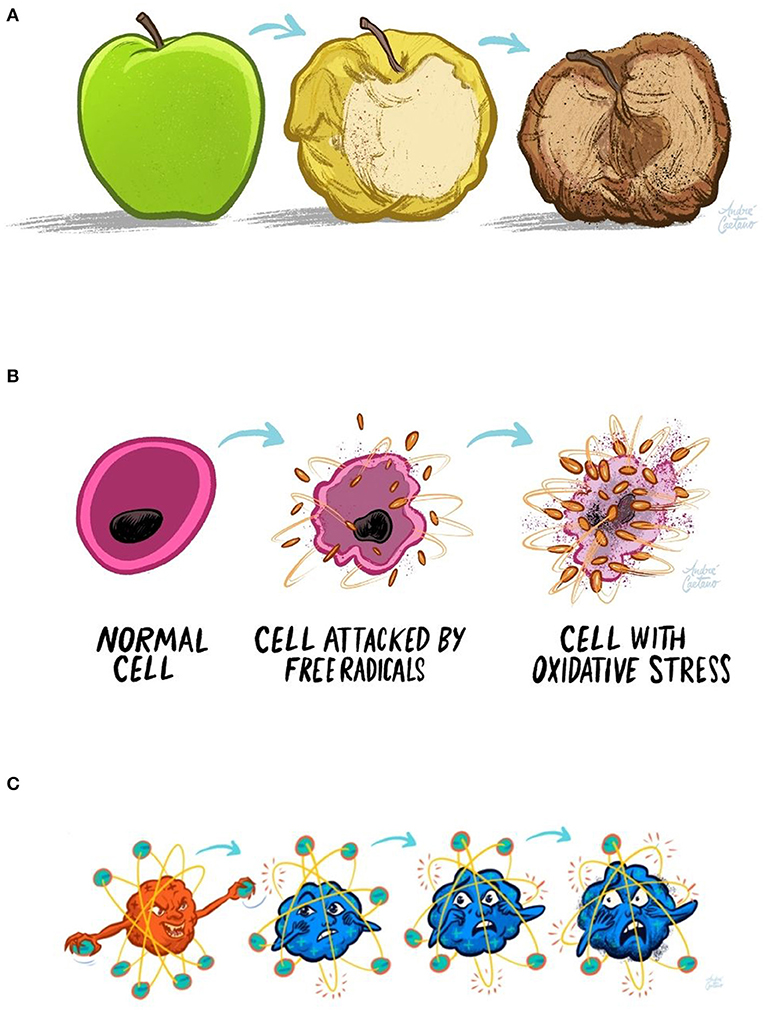 Figure 3 - (A) If you cut an apple and leave it in the air, the oxygen causes it to turn yellow and shriveled, and it eventually becomes brown and dried.
