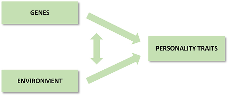 Figure 3 - Personality is formed from a combination of genes and the environment interacting with each other.