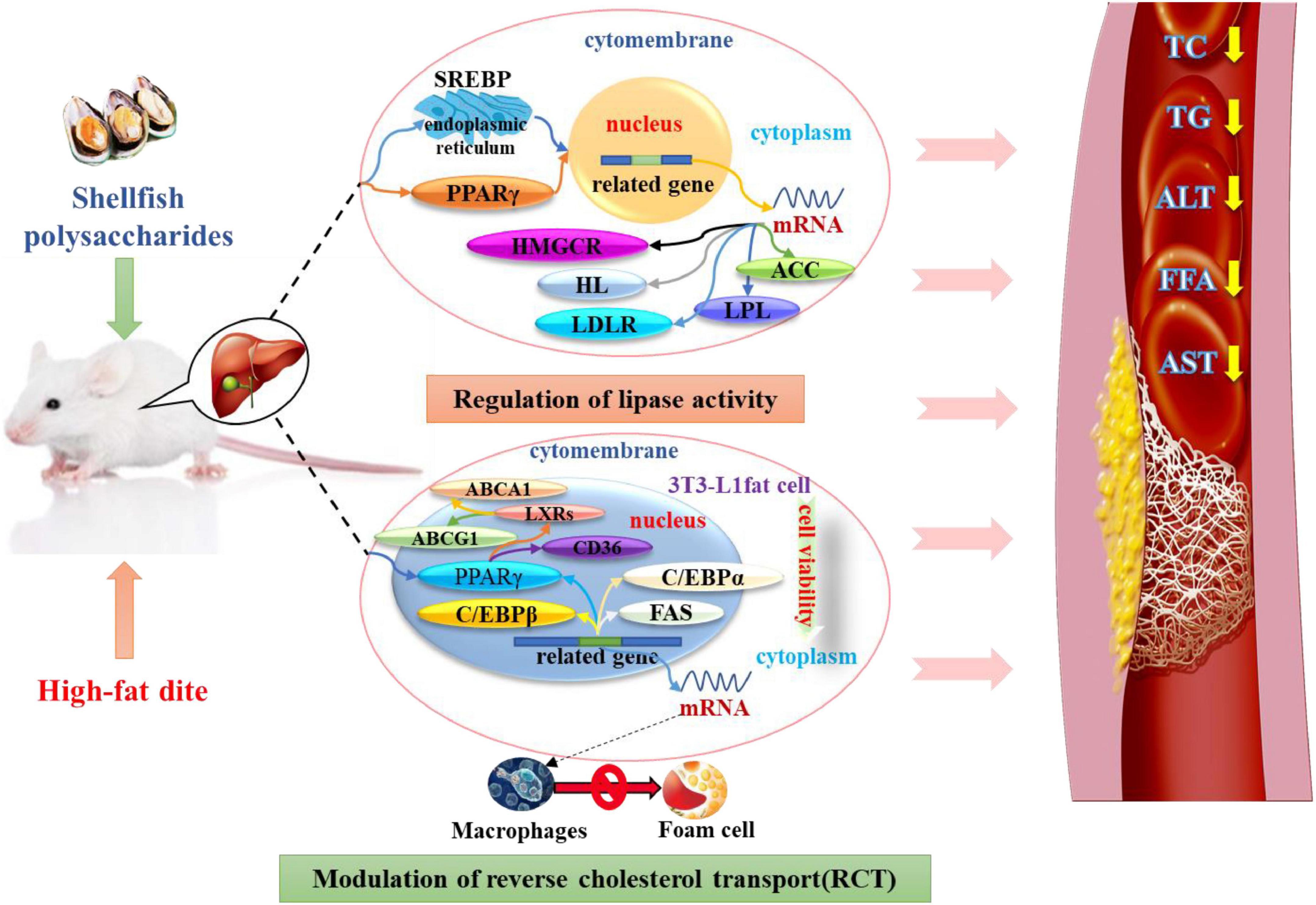 Structural Characterization and Immunostimulatory Activity of a Homogeneous  Polysaccharide from Sinonovacula constricta