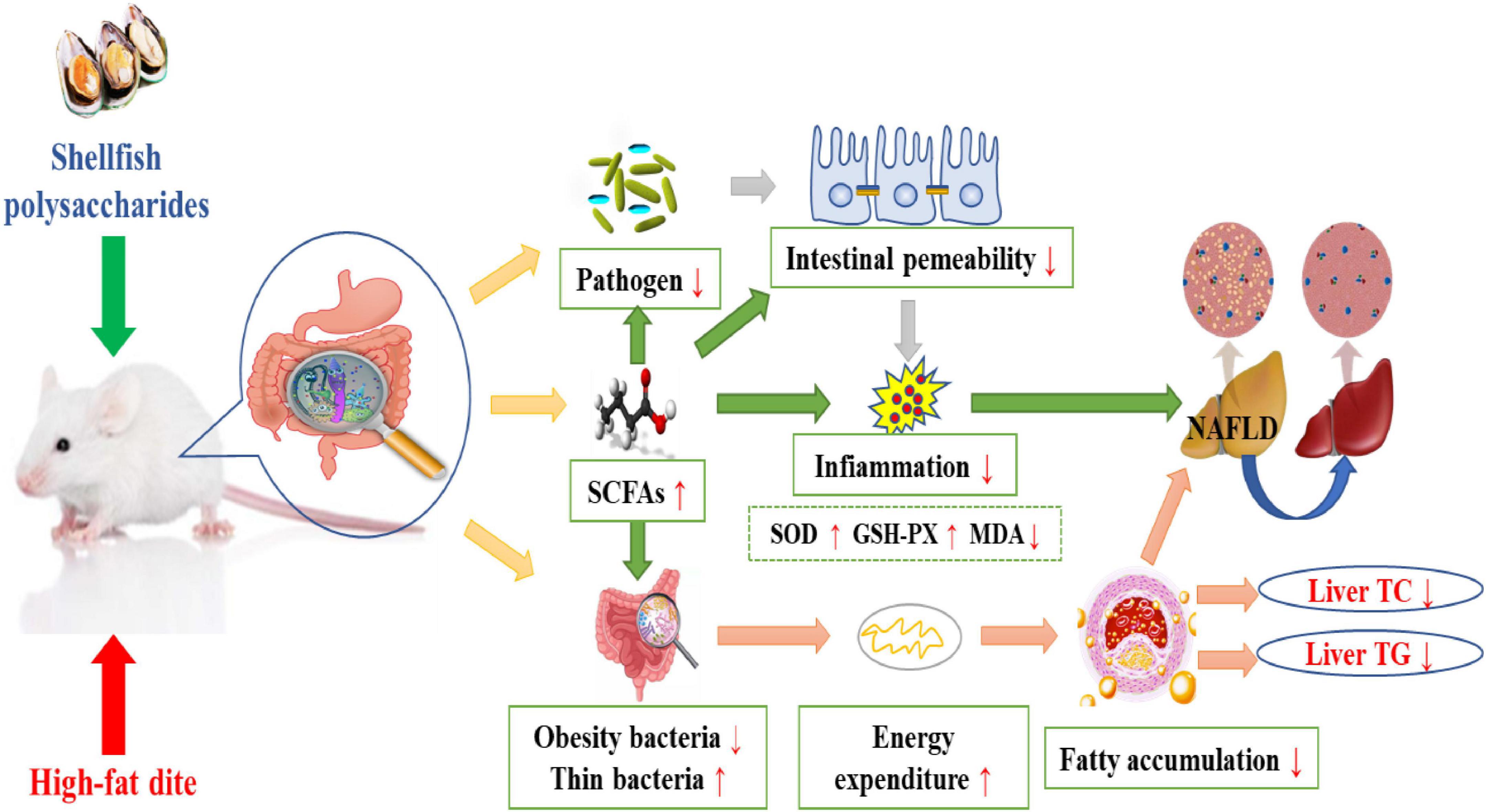 Structural Characterization and Immunostimulatory Activity of a Homogeneous  Polysaccharide from Sinonovacula constricta