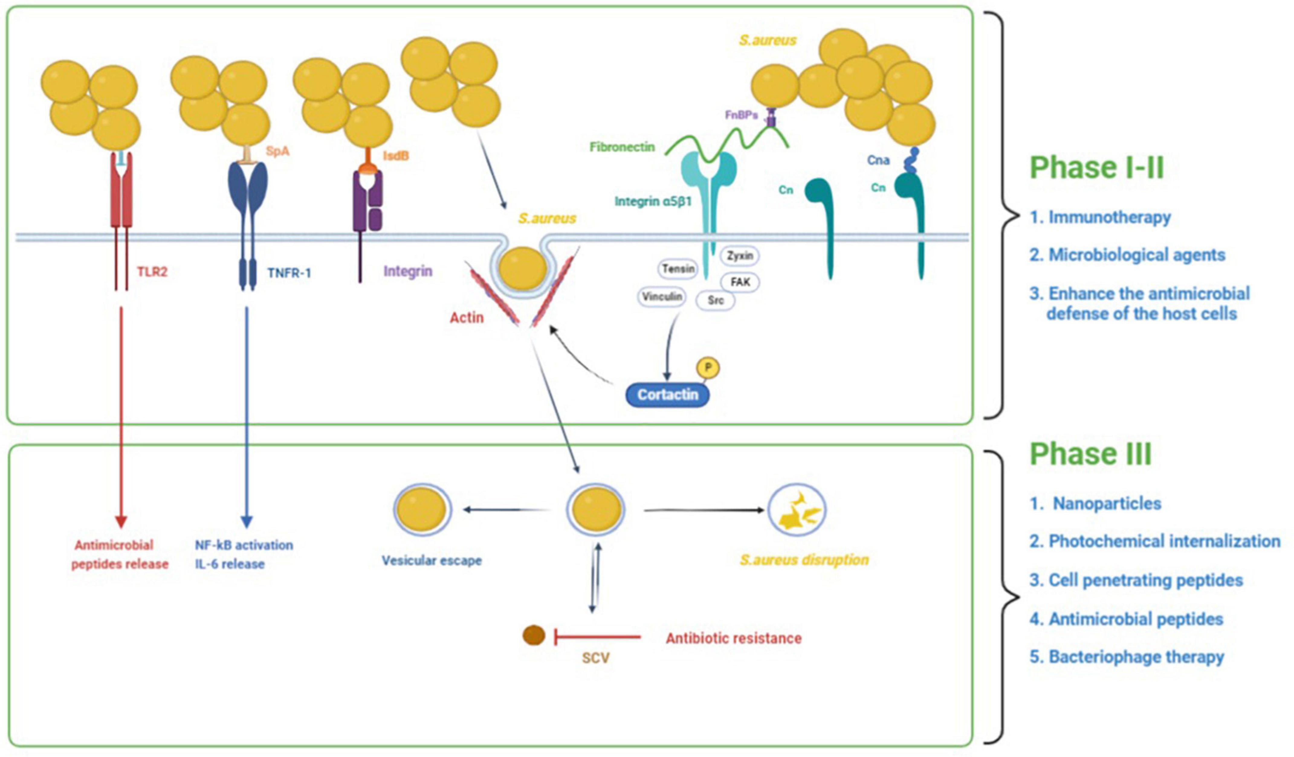 Staphylococcus aureus: A new mechanism involv