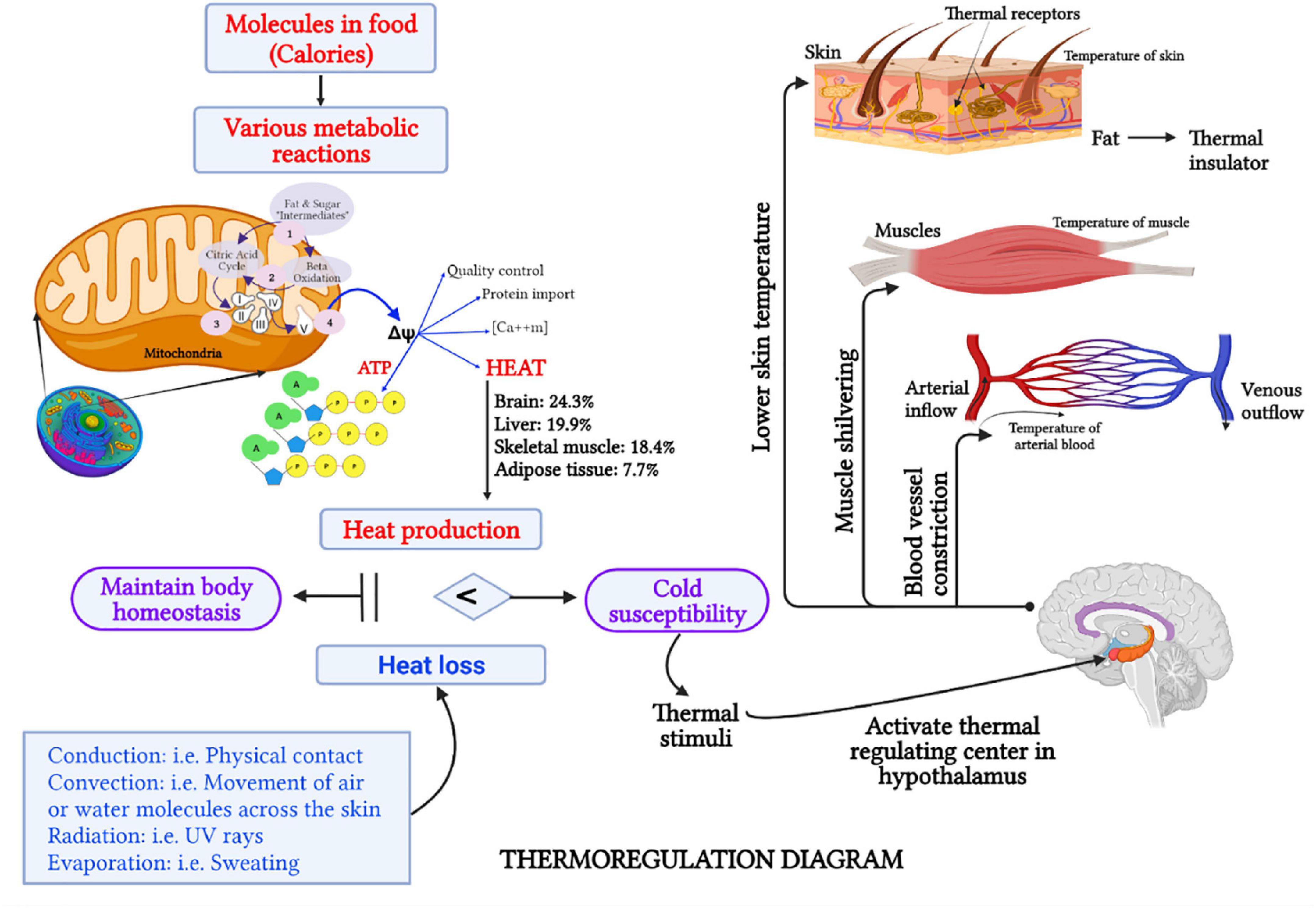 Bioelectrical Impedance Analysis Editorial Image - Image of health, beauty:  250078385