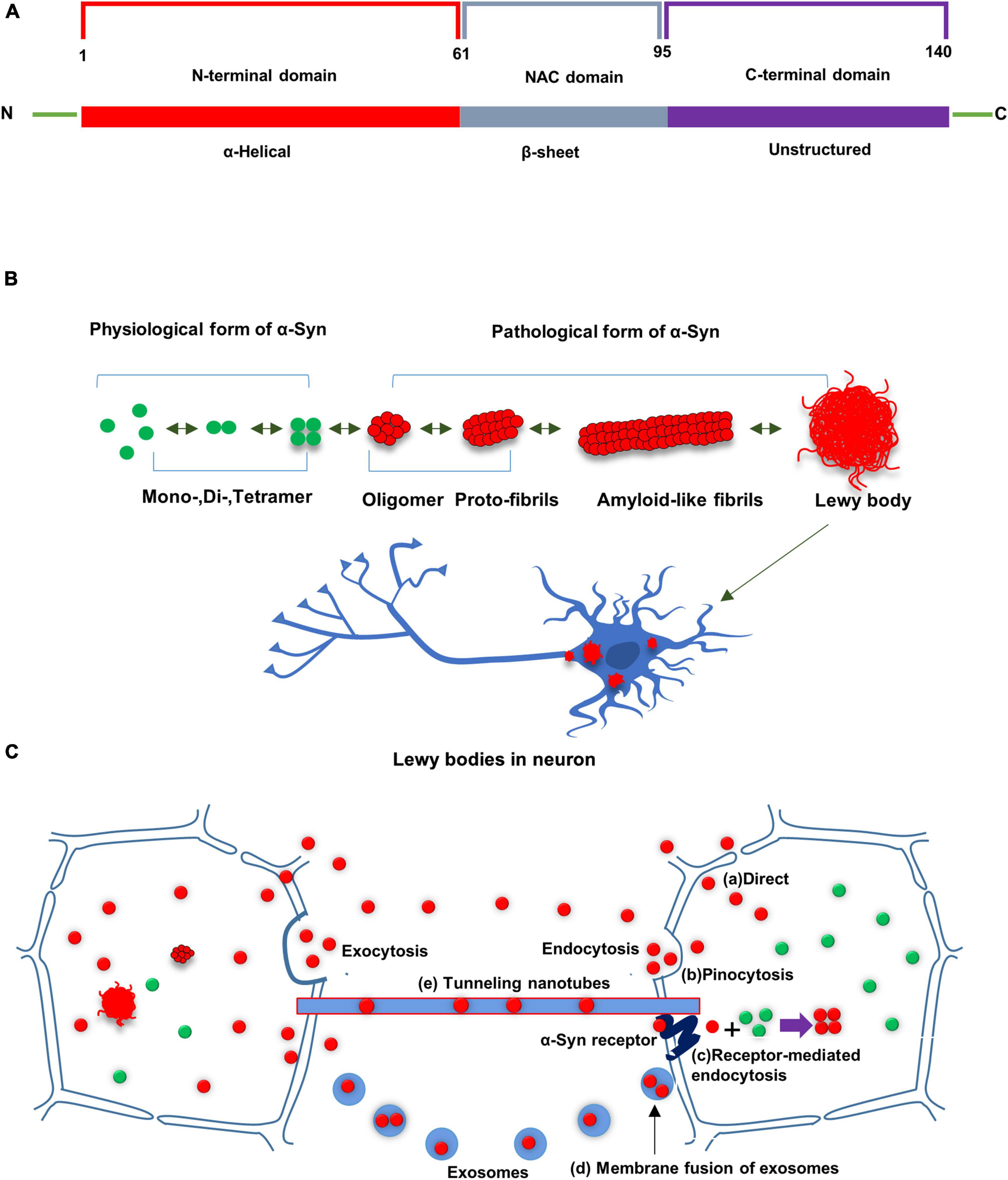 Detection of Prions in a Cadaver for Anatomical Practice