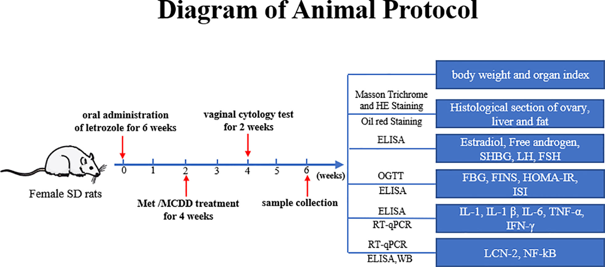 Frontiers | Modified Cangfu Daotan decoction ameliorates Frontiers | Modified Cangfu Daotan decoction ameliorates