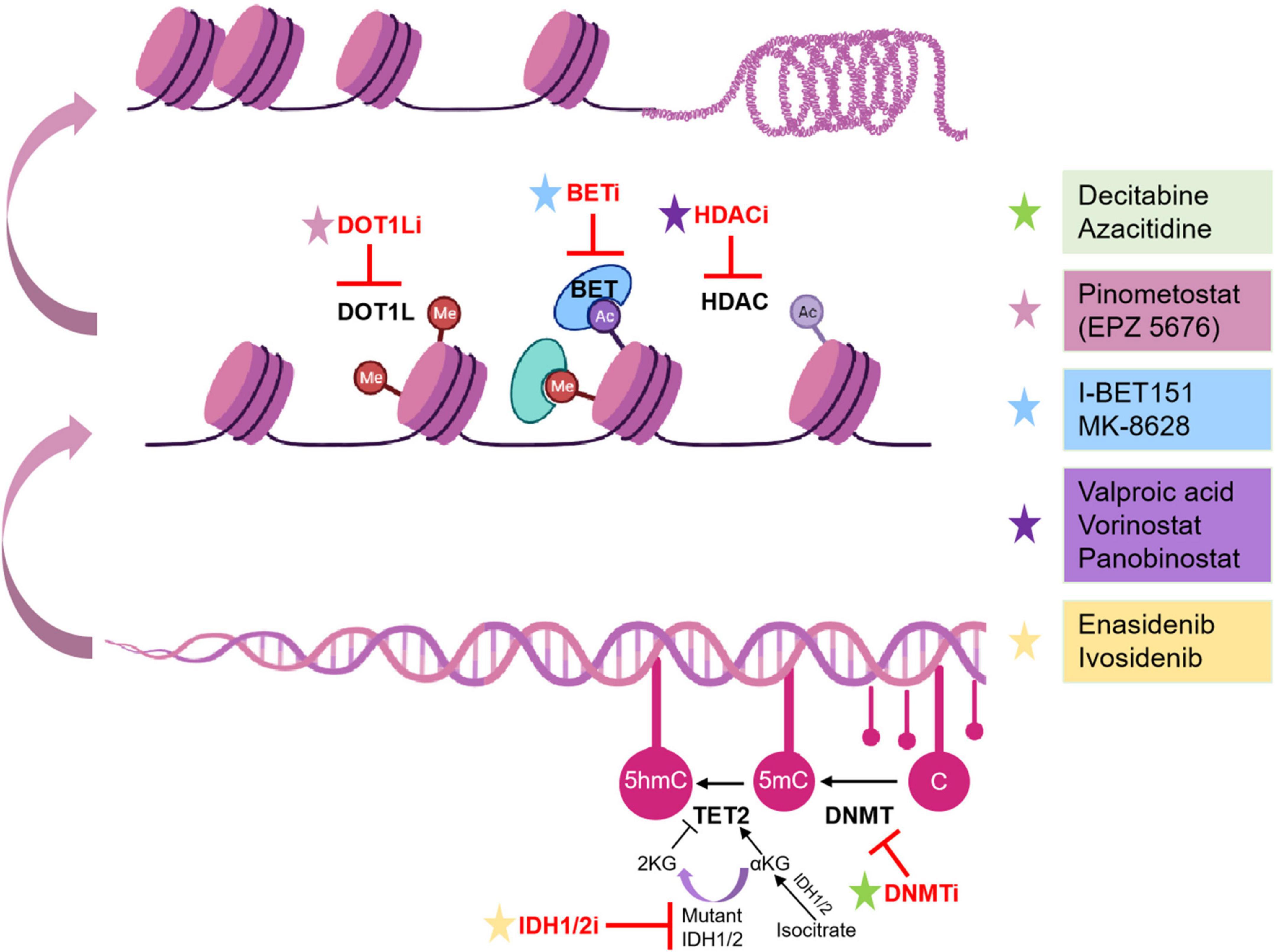 Targeting of epigenetic co-dependencies enhances anti-AML efficacy of Menin  inhibitor in AML with MLL1-r or mutant NPM1