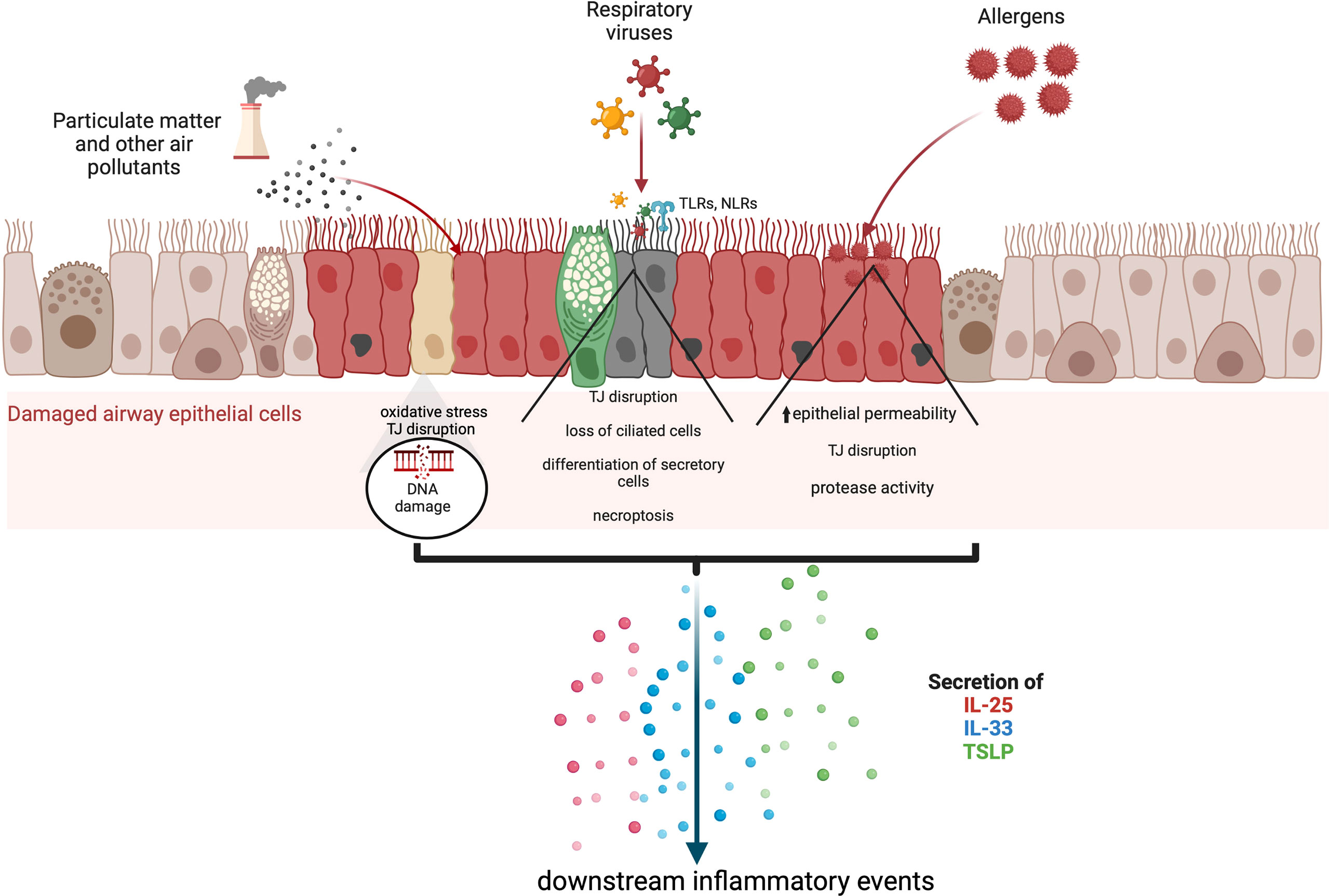 Validation of an anti-α-Gal IgE fluoroenzyme-immunoassay for the screening of patients at risk of severe anaphylaxis to cetuximab, BMC Cancer