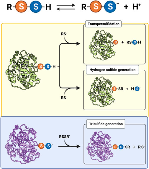 Assigning functionality to cysteines by base editing of cancer