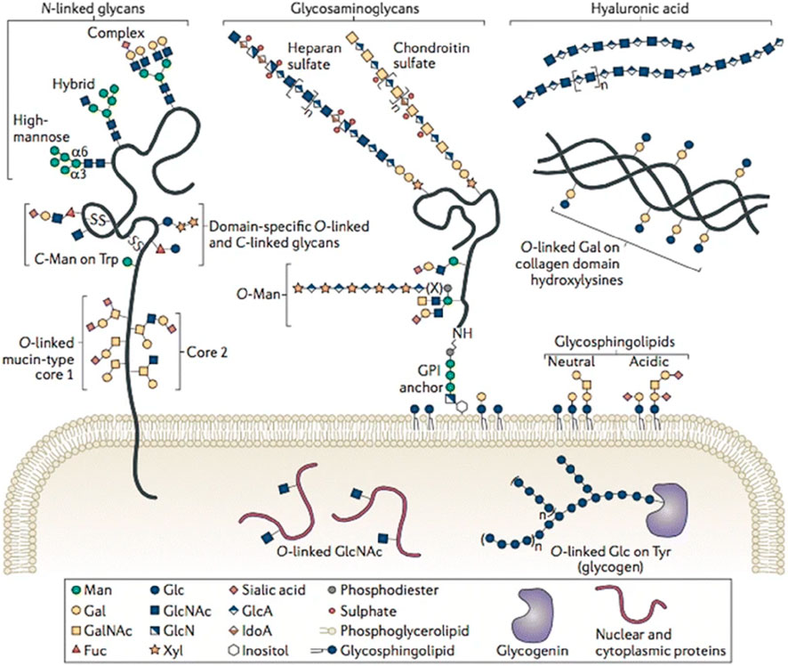 Frontiers | Mass spectrometry-based N-glycosylation analysis in kidney ...