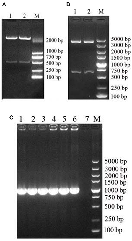 Frontiers | Antiviral activity of mink interferon alpha expressed 