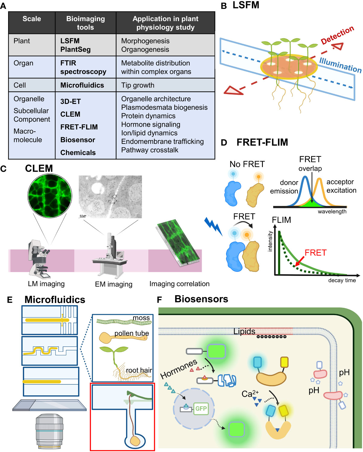 Frontiers | Bioimaging tools move plant studies