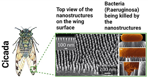 Figure 1 - Nanostructures from an insect’s wings can kill bacteria.