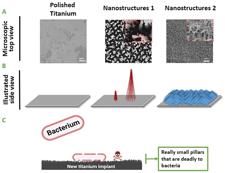 Figure 2 - (A) If we use a microscope to zoom in on the surface of our engineered titanium, we can see the details of the nanostructures created by Ivanova’s team.
