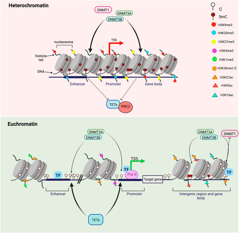 Modeling methyl-sensitive transcription factor motifs with an