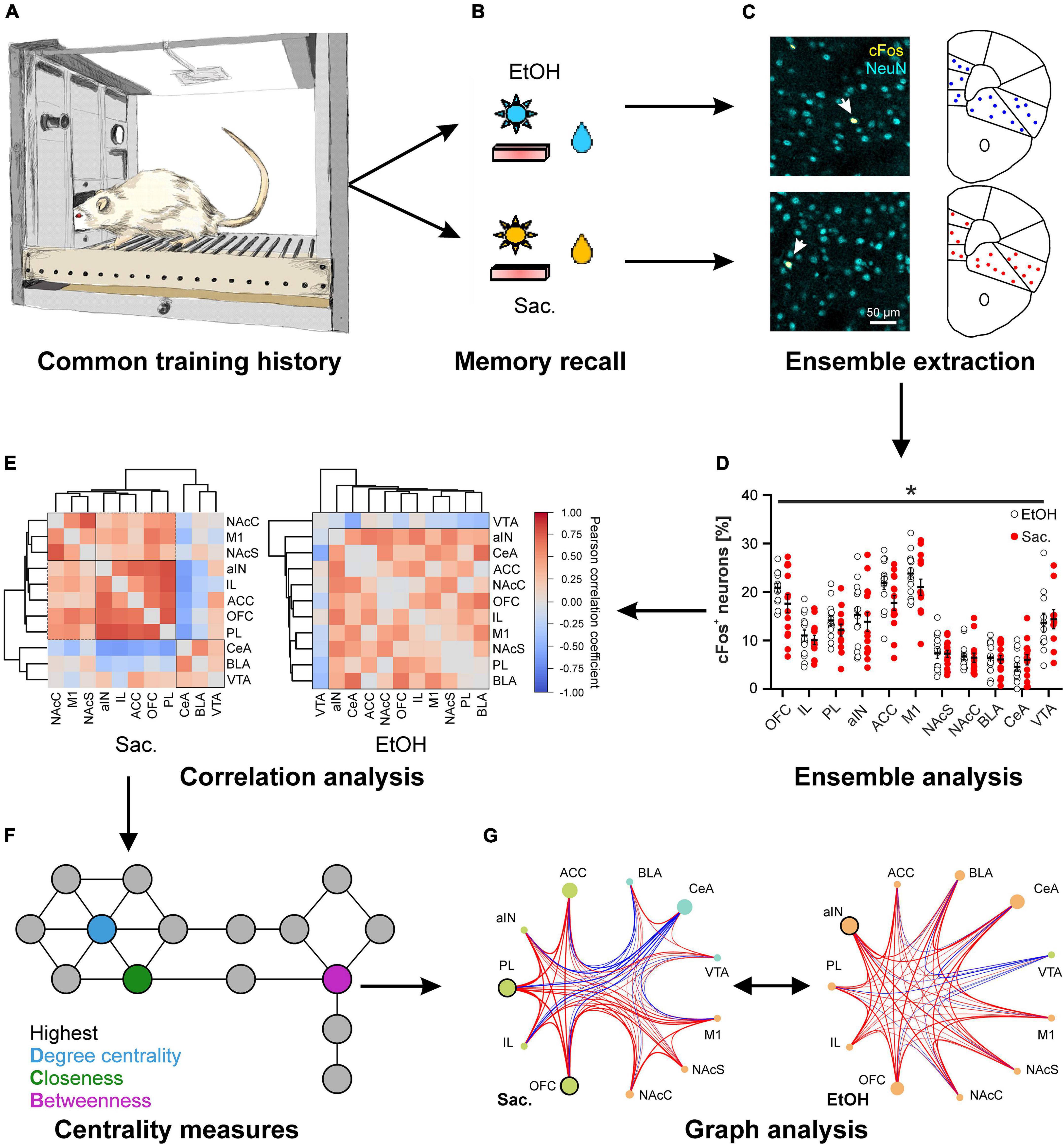 Whole-brain tracking of cocaine and sugar rewards processing