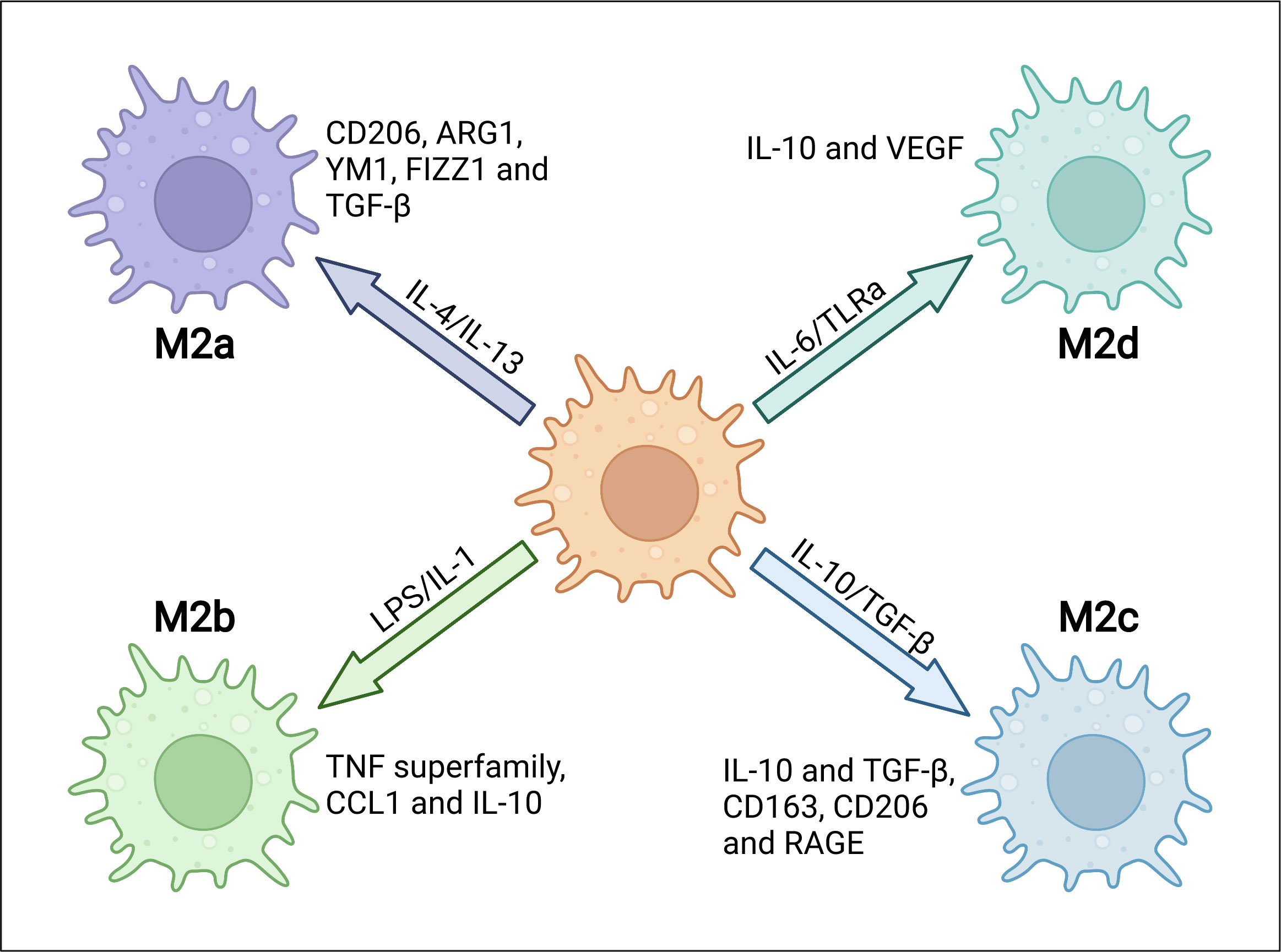 Frontiers | Adipose tissue macrophage in obesity-associated metabolic  diseases