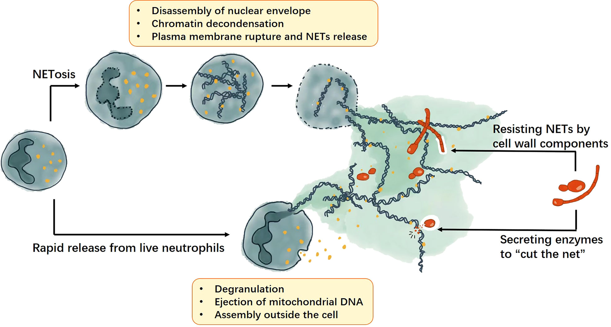 Frontiers  The Significance of Neutrophil Extracellular Traps in