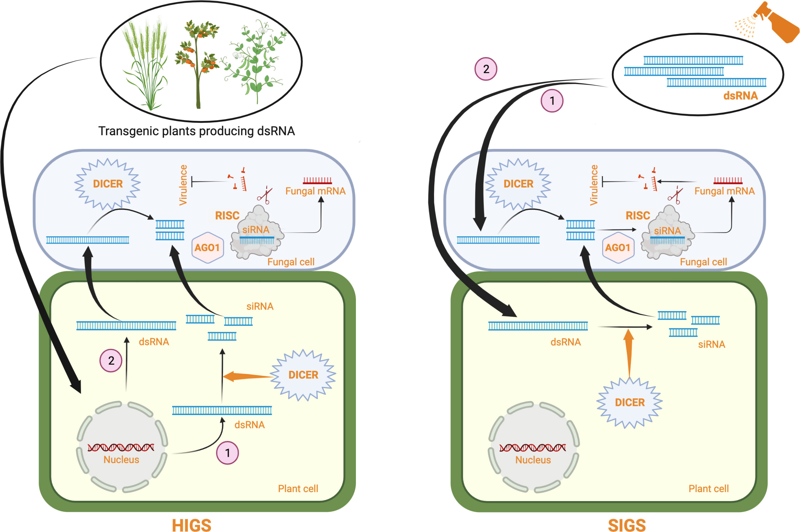Frontiers | Concepts and considerations for enhancing RNAi efficiency in  phytopathogenic fungi for RNAi-based crop protection using  nanocarrier-mediated dsRNA delivery systems