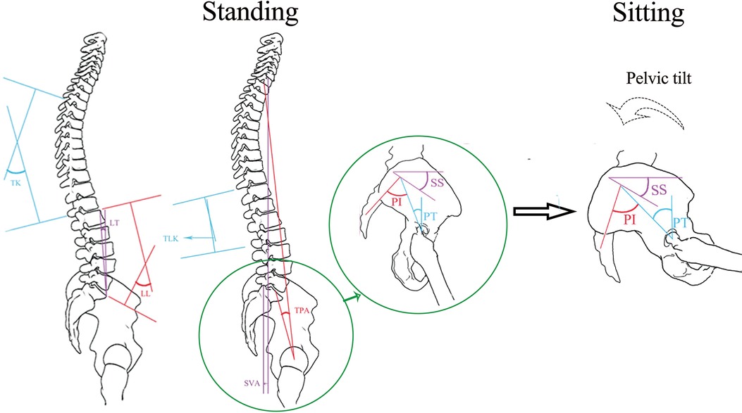 Supine Position Dimensions & Drawings