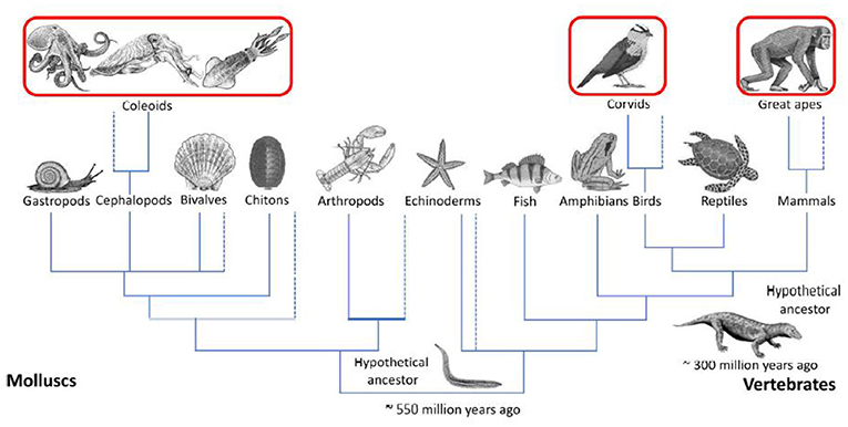 Figure 1 - The evolutionary path of humans (vertebrates) and cephalopods (invertebrates) diverged a long time ago.