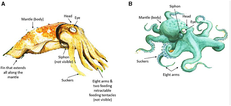 Figure 2 - (A) Cuttlefish (left) and (B) Octopus (right).