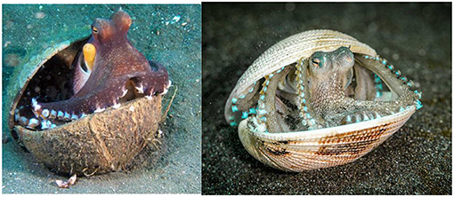 Figure 3 - (Left) An octopus hiding in a coconut shell (Photo credit: Massimo Capodicasa).