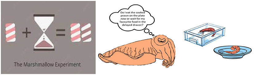 Figure 4 - (Left) In the original “marshmallow” experiment,” children could choose between eating one marshmallow right away, or waiting 1 min to get two marshmallows.
