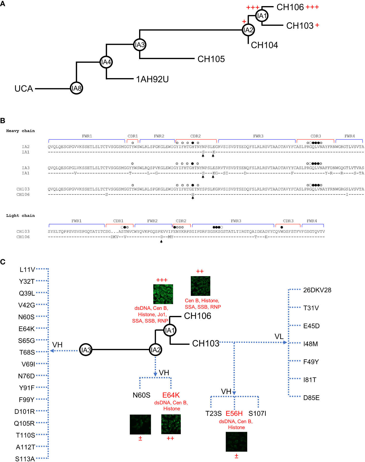 renæssance at lege Erkende Frontiers | Autoreactivity and broad neutralization of antibodies against  HIV-1 are governed by distinct mutations: Implications for vaccine design  strategies