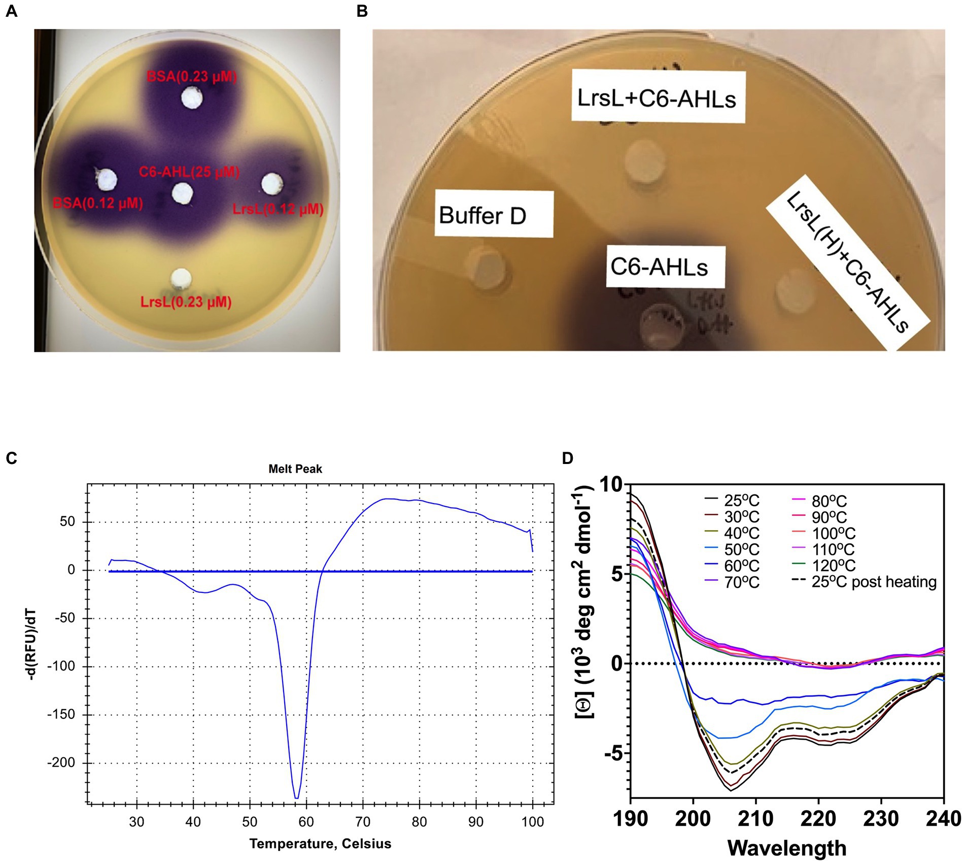 PDF) Structural and Biochemical Characterization of AaL, a Quorum Quenching  Lactonase with Unusual Kinetic Properties