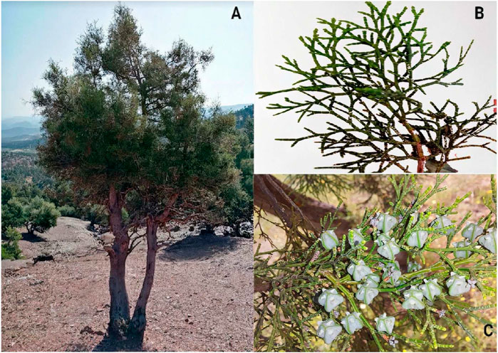 Frontiers  Tetraclinis articulata (vahl) masters: An insight into its  ethnobotany, phytochemistry, toxicity, biocide and therapeutic merits