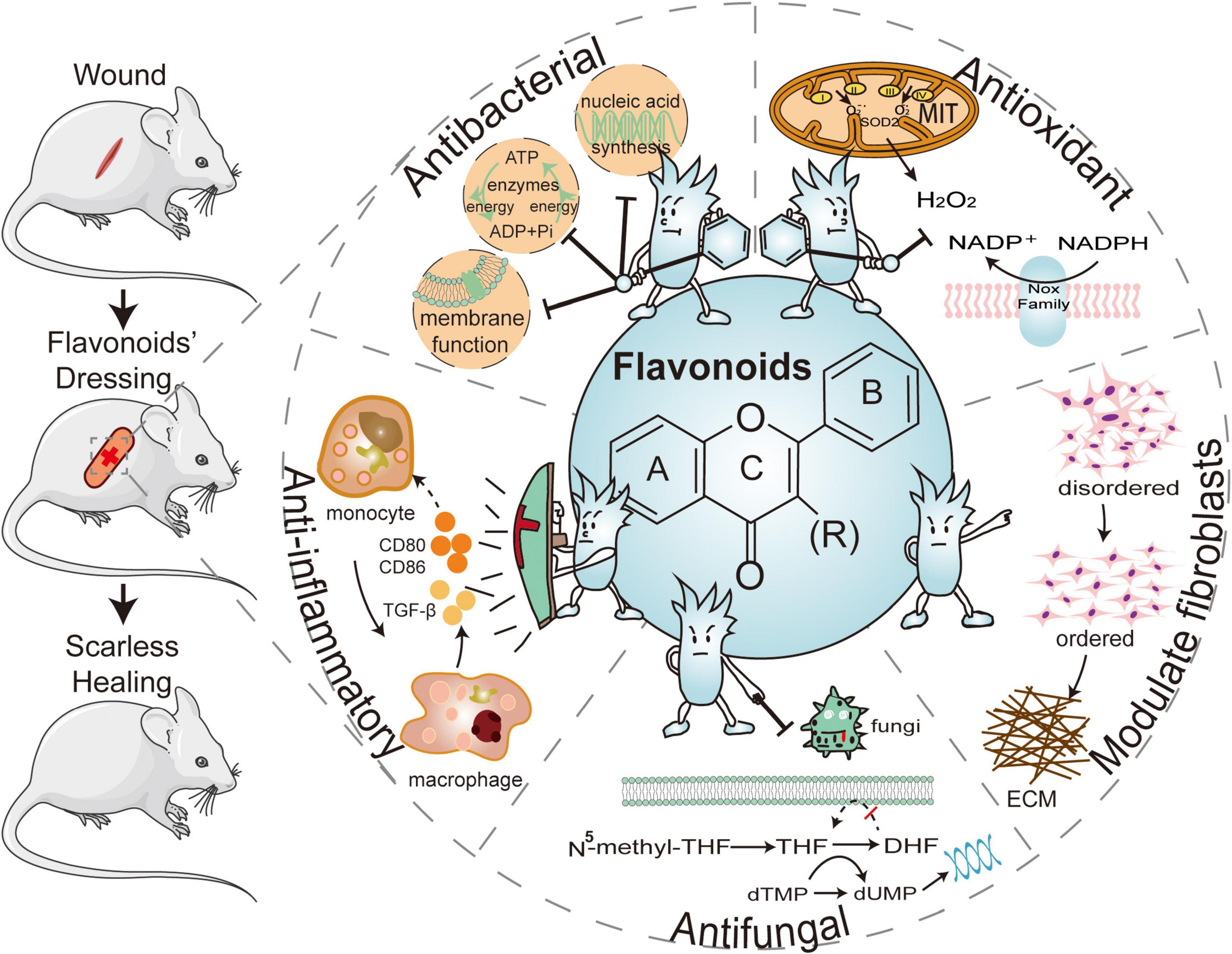Flavonoids and wound healing