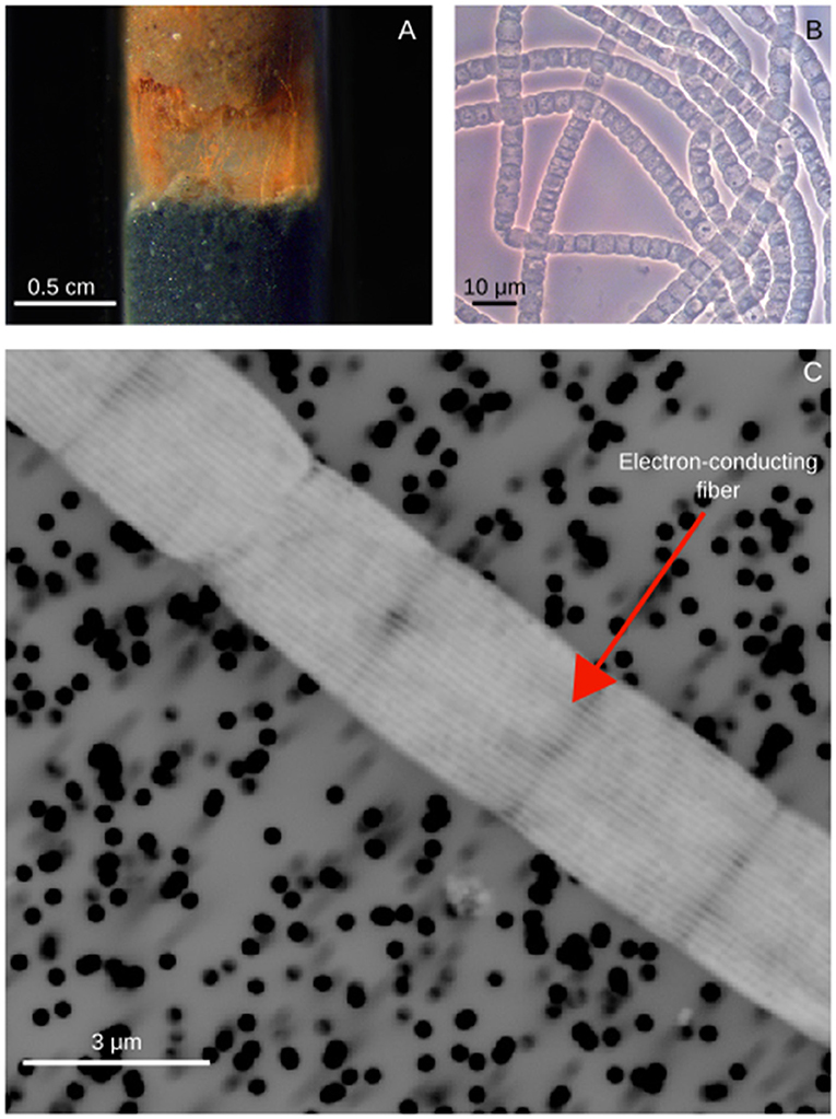 Figure 2 - (A) Filaments of cable bacteria stretching between sediment layers that are separated from each other.