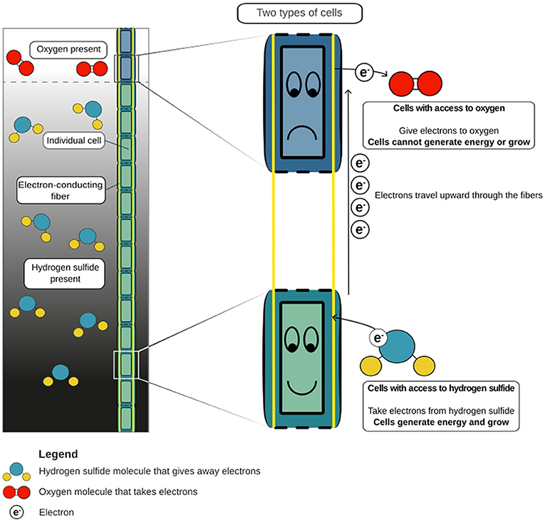 Figure 3 - Cable bacteria filaments position themselves in the sediment so 90% of the cells have access to hydrogen sulfide.