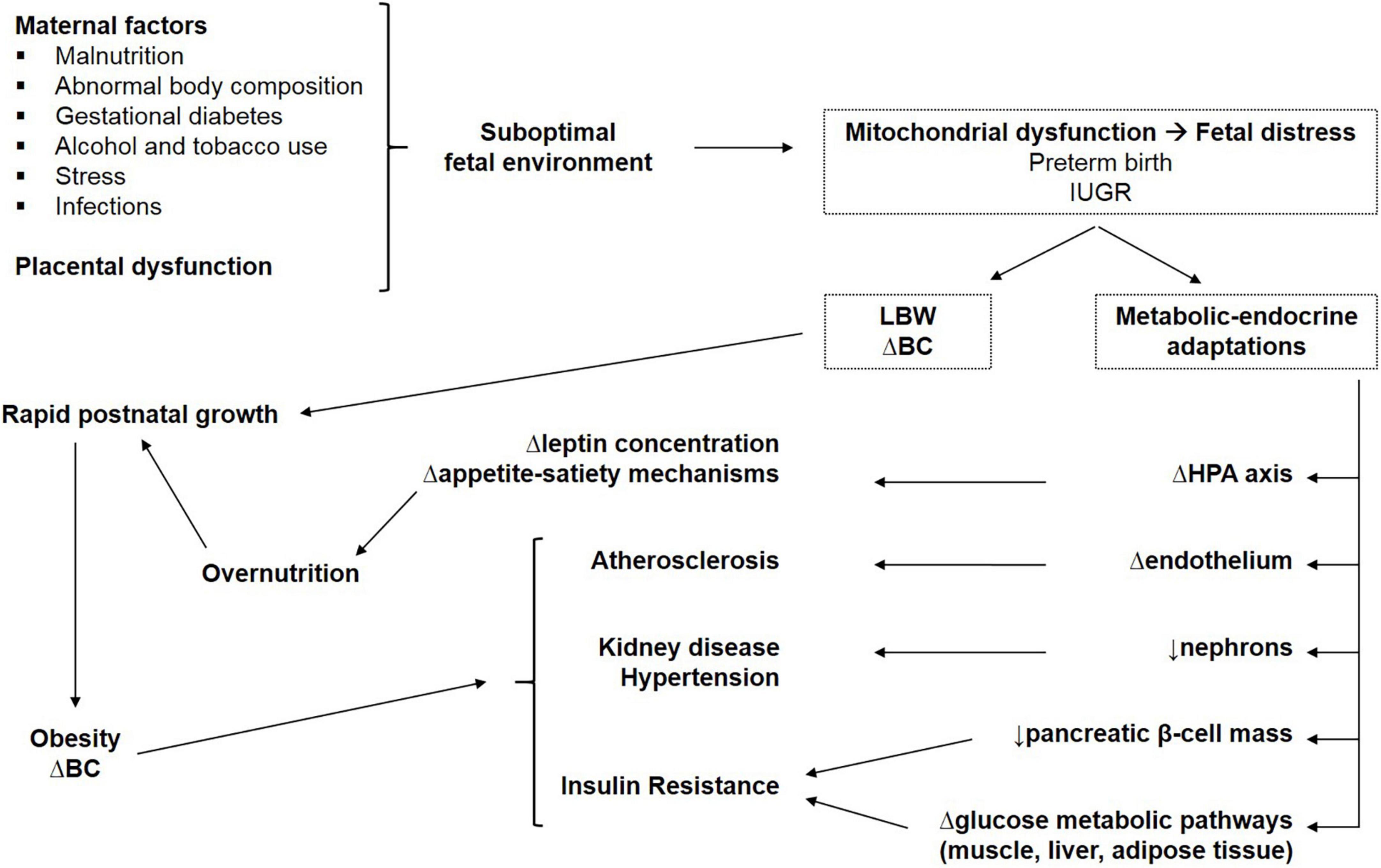 Frontiers  Preterm birth and metabolic implications on later life: A  narrative review focused on body composition