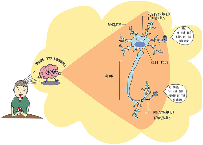 Figure 1 - Brain cells called neurons allow us to learn.