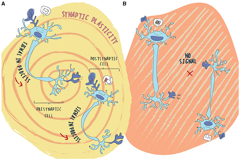 Figure 2 - Synaptic plasticity.