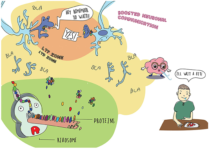 Figure 3 - After you burn your tongue by eating a slice of pizza just baked by your mom, neurons in your brain start recording information in the form of a memory helped by proteins, which are produced in axons and dendrites, in factories called ribosomes.