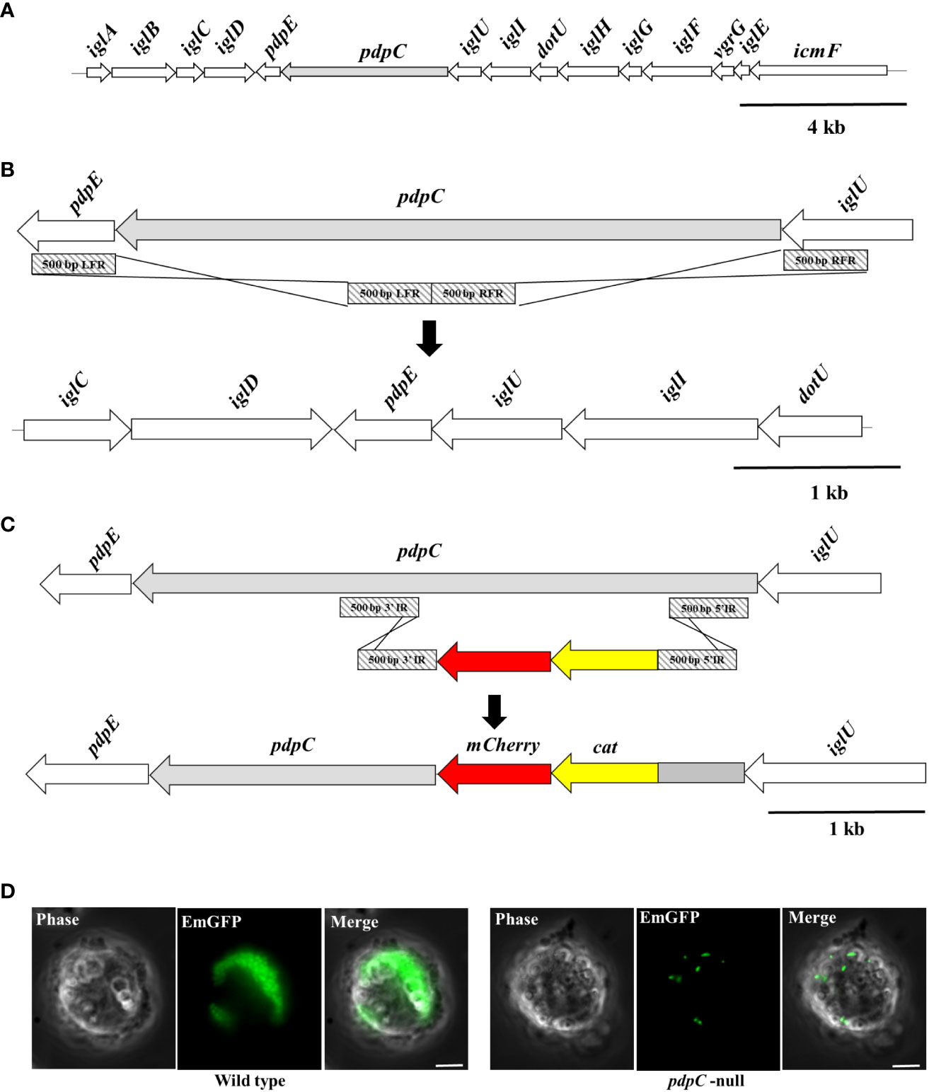 Frontiers  PdpC, a secreted effector protein of the type six