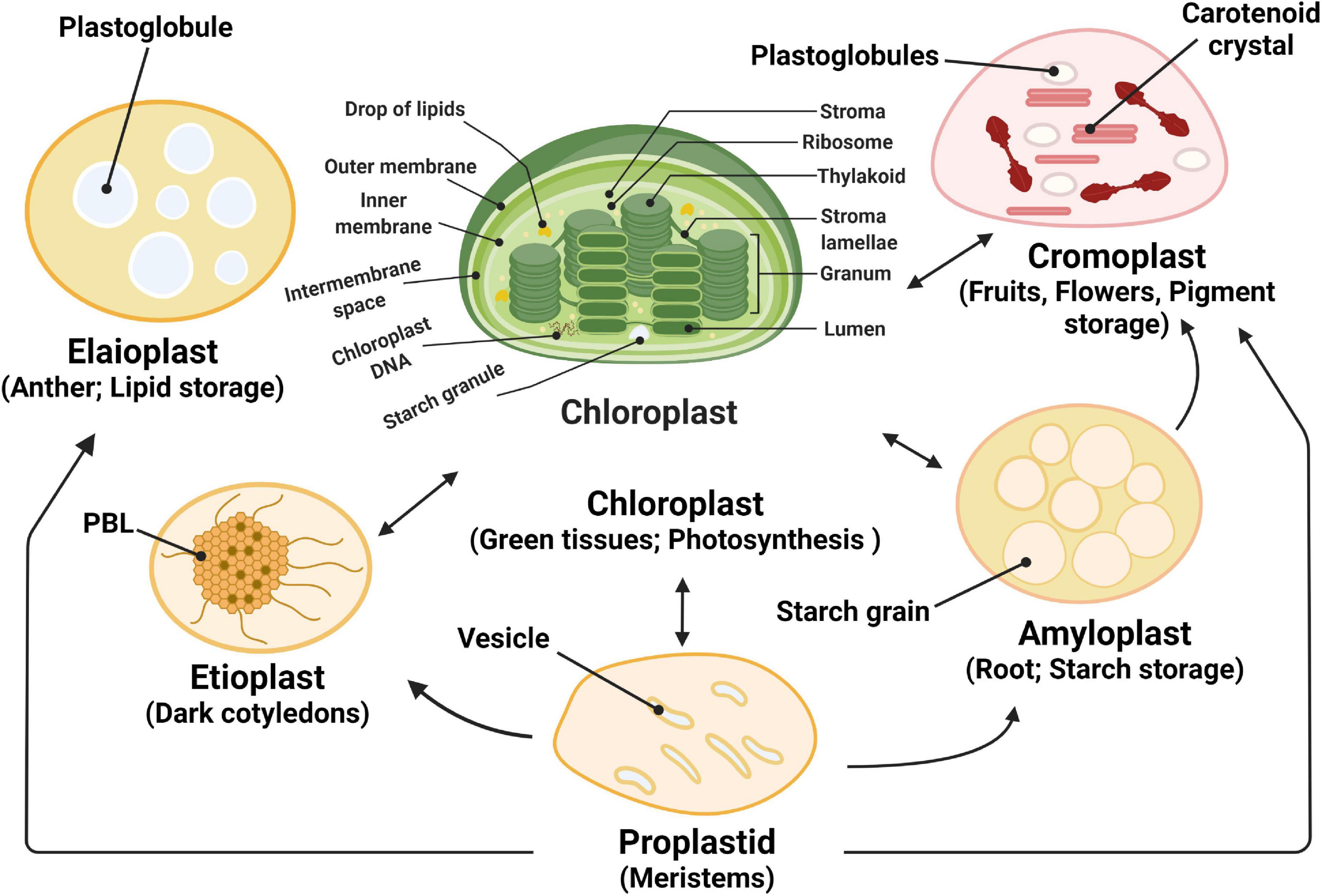 A) Different acceptor blocks can be used for the generation of tissue