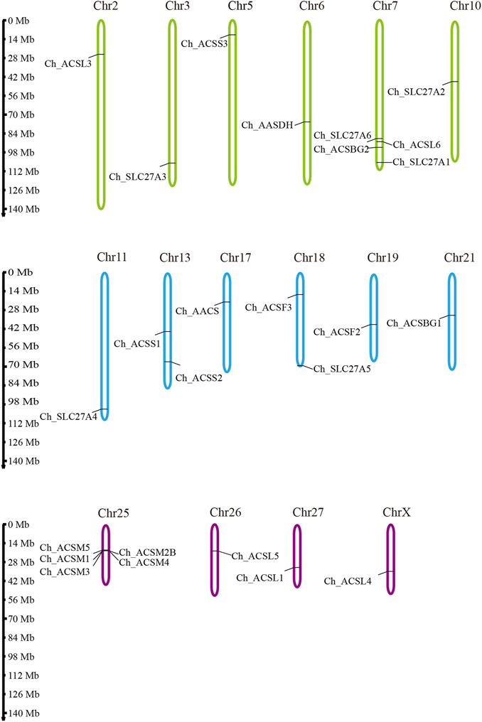 Frontiers  Acetate Revisited: A Key Biomolecule at the Nexus of  Metabolism, Epigenetics, and Oncogenesis – Part 2: Acetate and ACSS2 in  Health and Disease