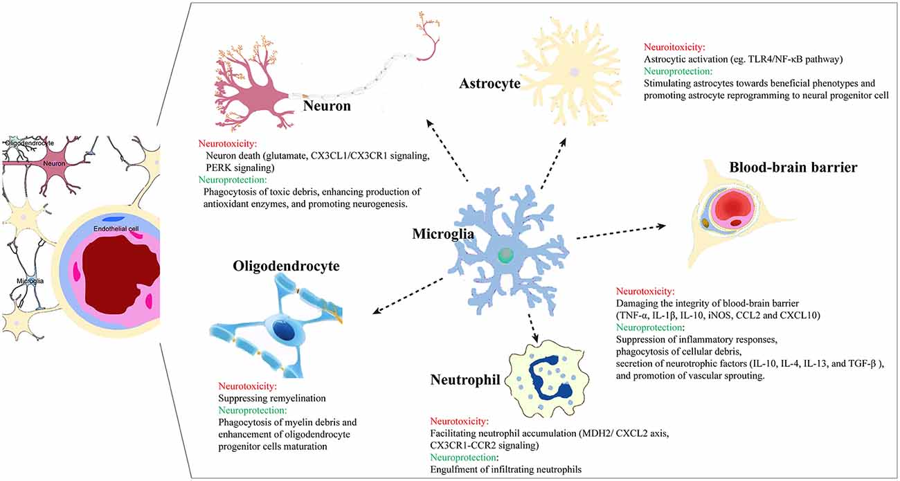 Stroke subtype-dependent synapse elimination by reactive gliosis in mice