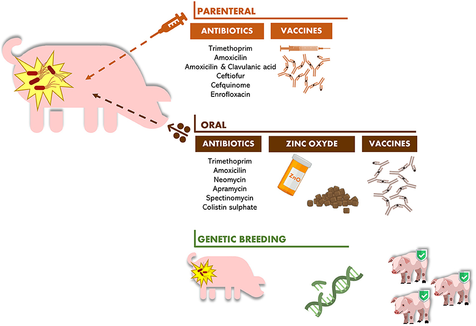 PDF) Case–control study of pathogens involved in piglet diarrhea