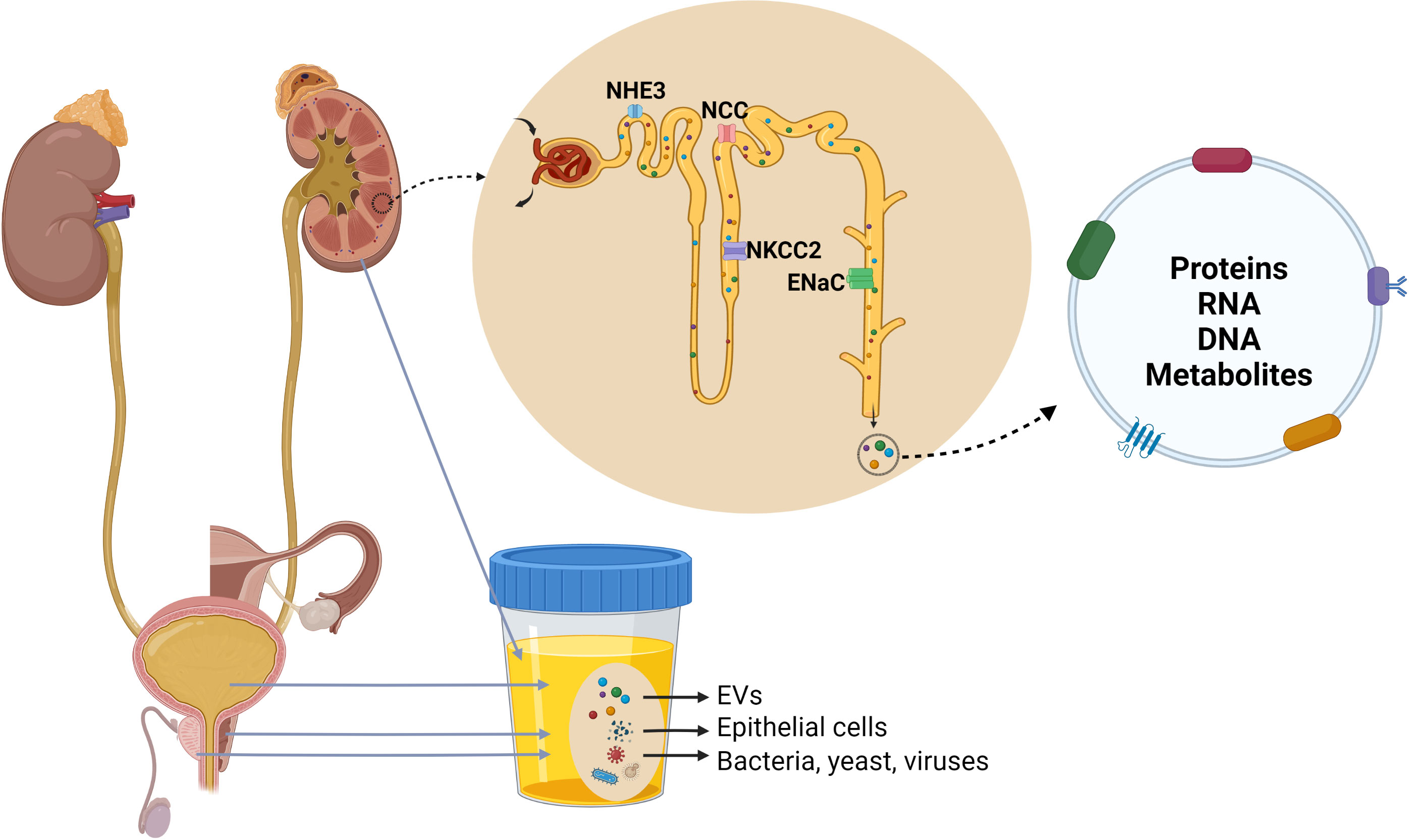 Frontiers | Using human urinary extracellular vesicles to