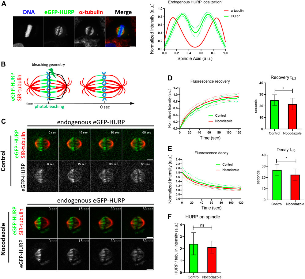 Evidence for a HURP/EB free mixed-nucleotide zone in  kinetochore-microtubules