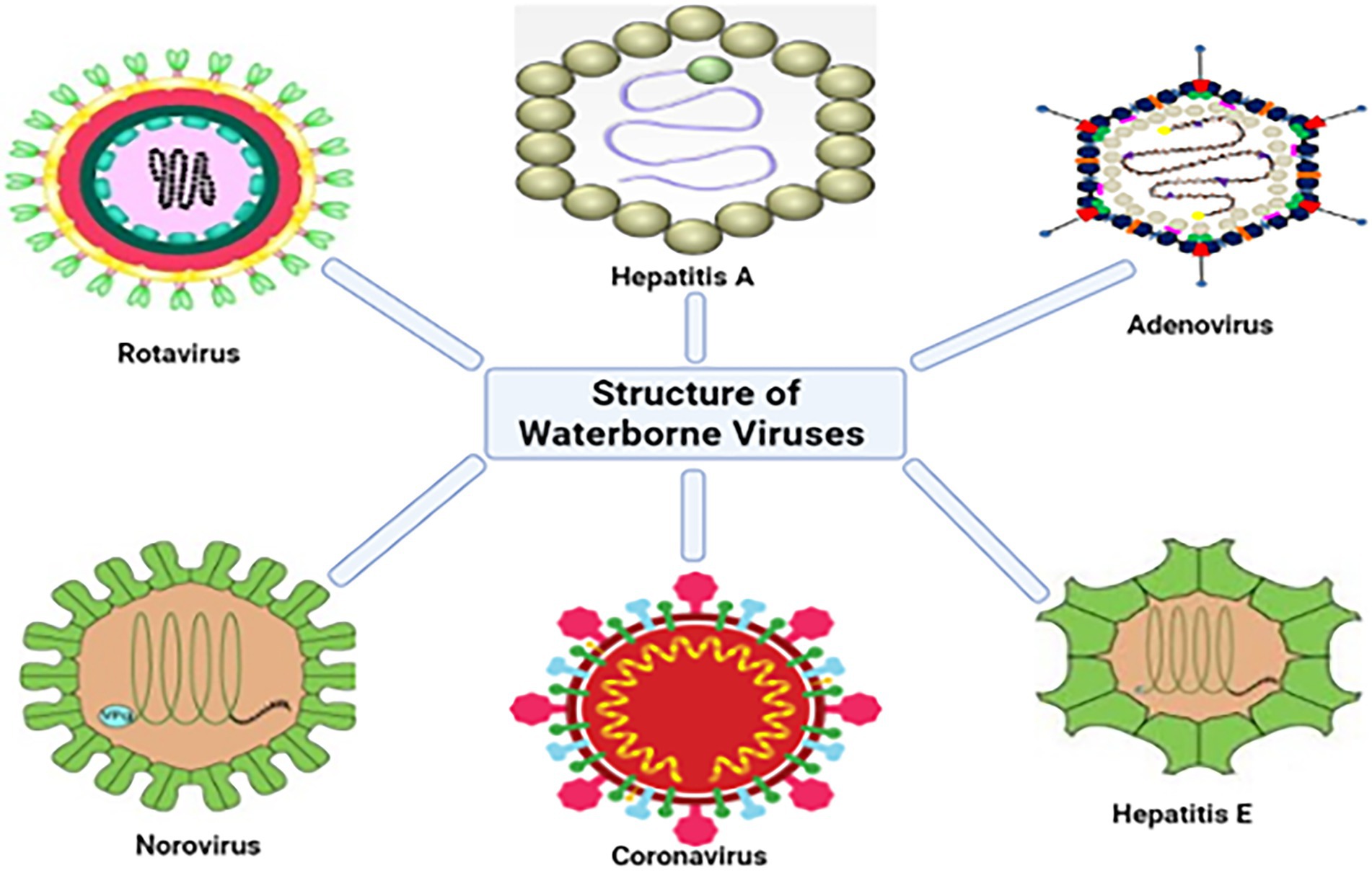 viral meningitis structure