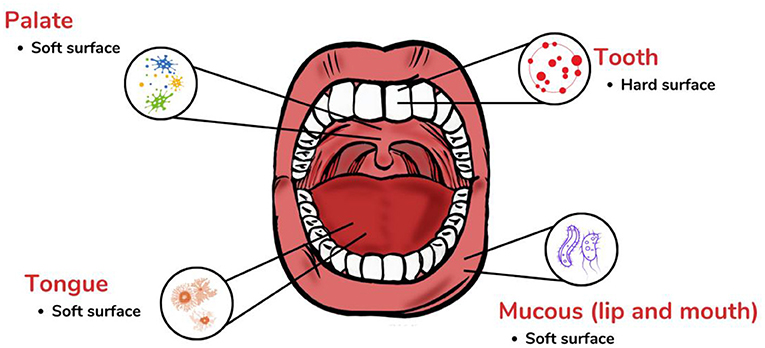 Figure 1 - Soft vs. hard surfaces of the mouth.