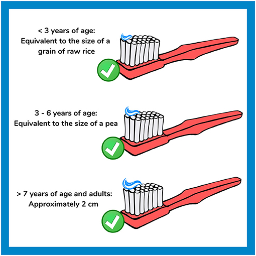 Figure 3 - Correct toothpaste amounts for various age groups.