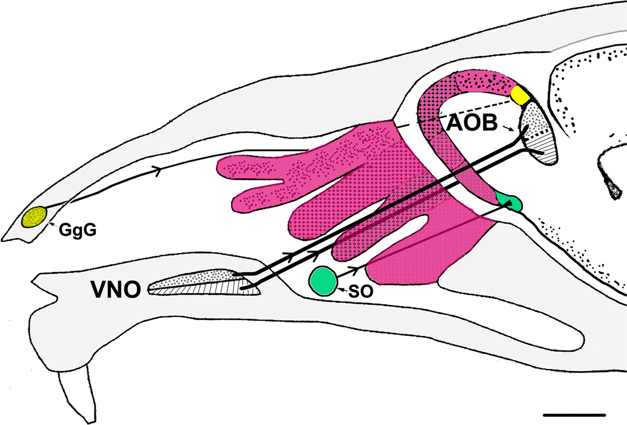 Frontiers | The risk of extrapolation in neuroanatomy: the case of the  mammalian vomeronasal system